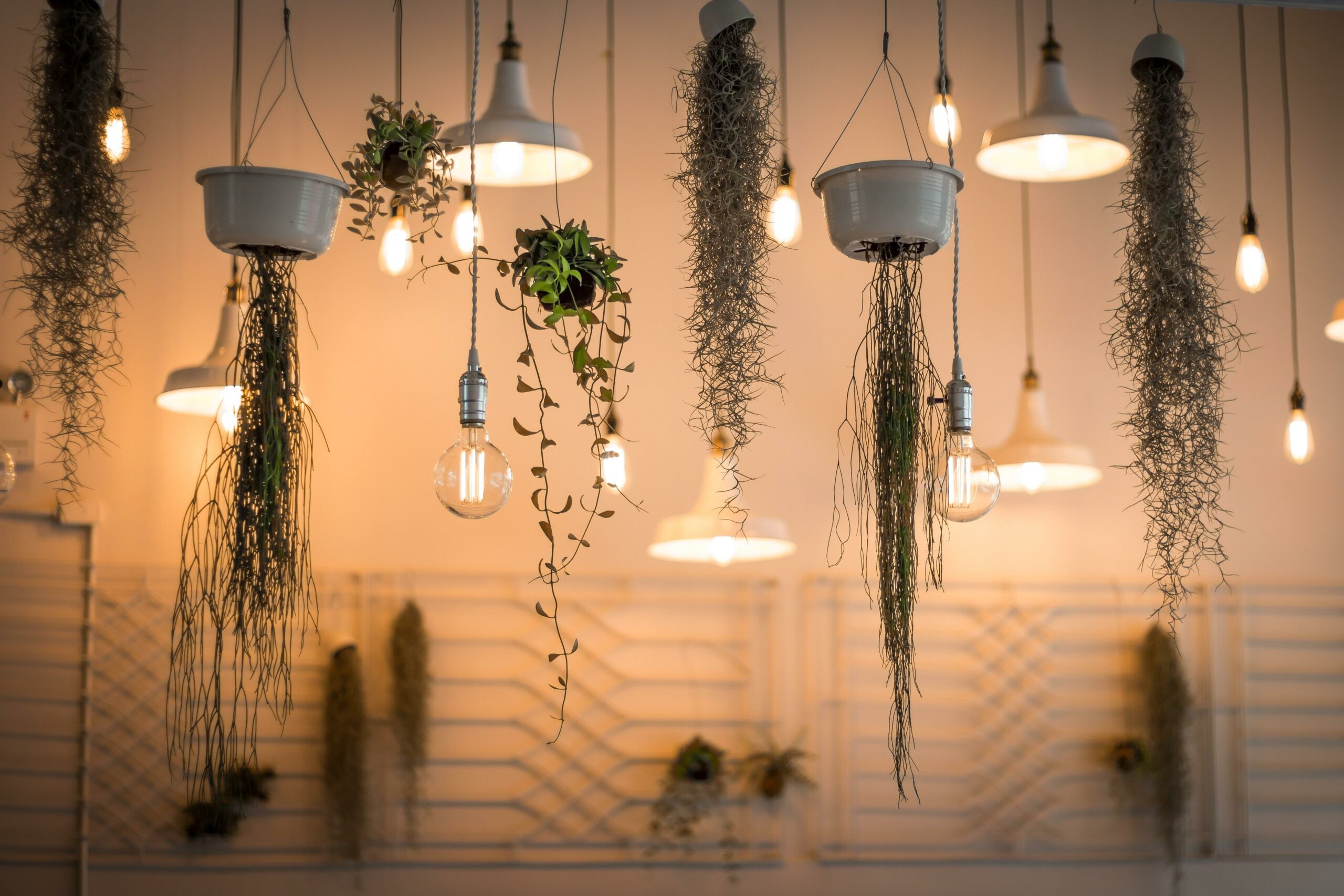A room filled with hanging plants and light bulbs.